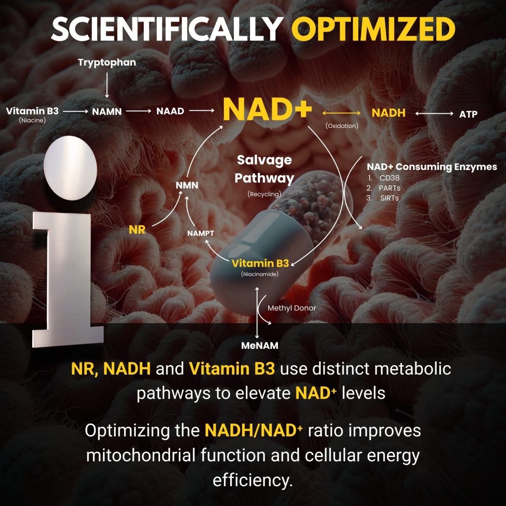 NAD + (120caps) - Dix | Nutriheart